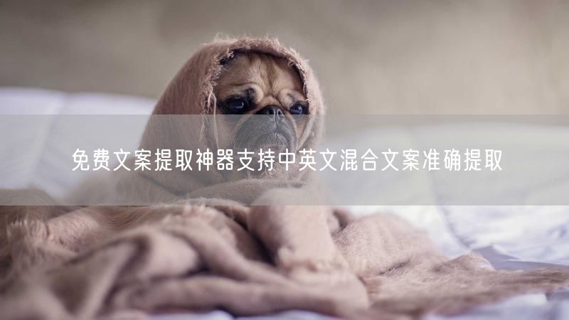免费文案提取神器支持中英文混合文案准确提取