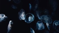专业抖音剪辑配音软件支持高清剪辑与完美配音