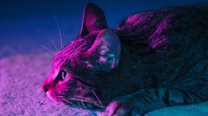 抖音短视频美颜美妆工具优化人物形象更上镜